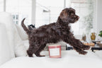 Premium Sand + Paws Goji Berry 21 oz scented candle