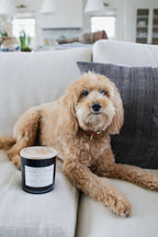 Premium Sand + Paws Teakwood 21 oz scented candle
