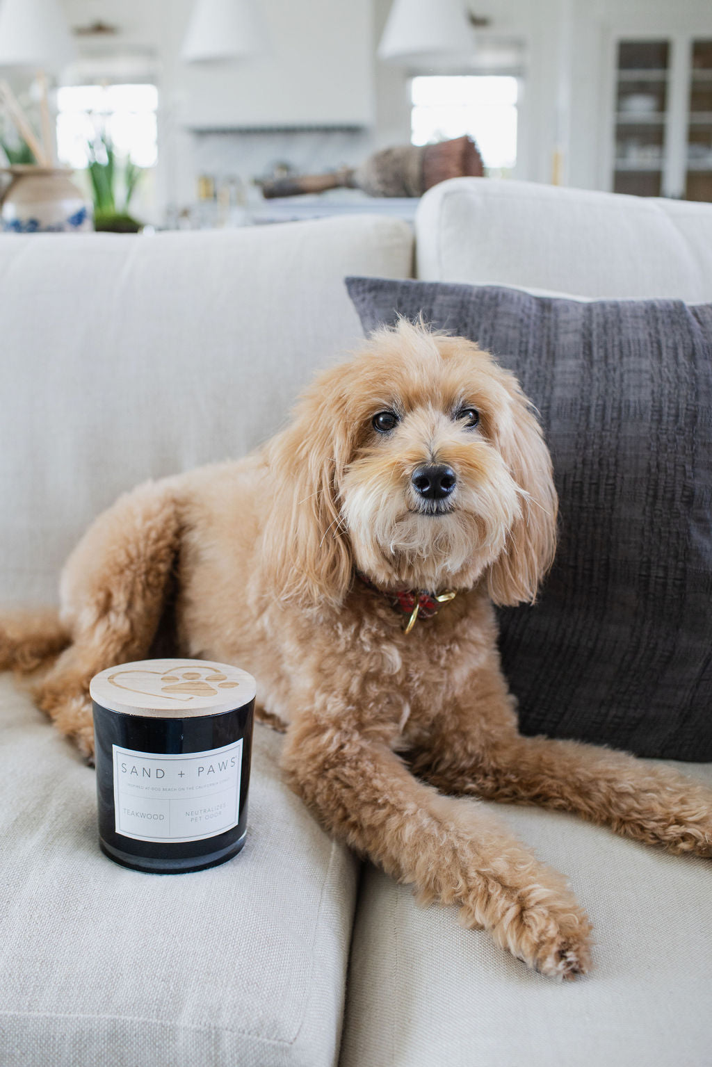 Premium Sand + Paws Teakwood 21 oz scented candle