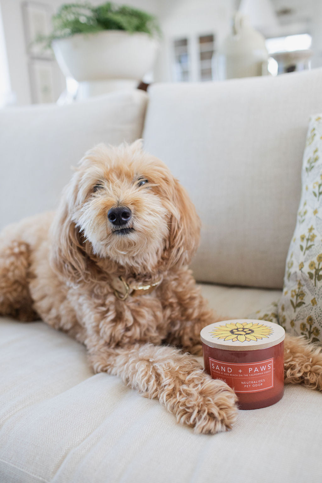 Premium Sand + Paws Apple Spice 12 oz scented candle