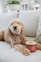 Premium Sand + Paws Apple Spice 12 oz scented candle