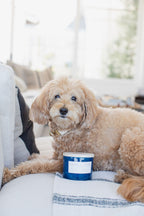 Premium Sand + Paws White Vanilla 12 oz scented candle