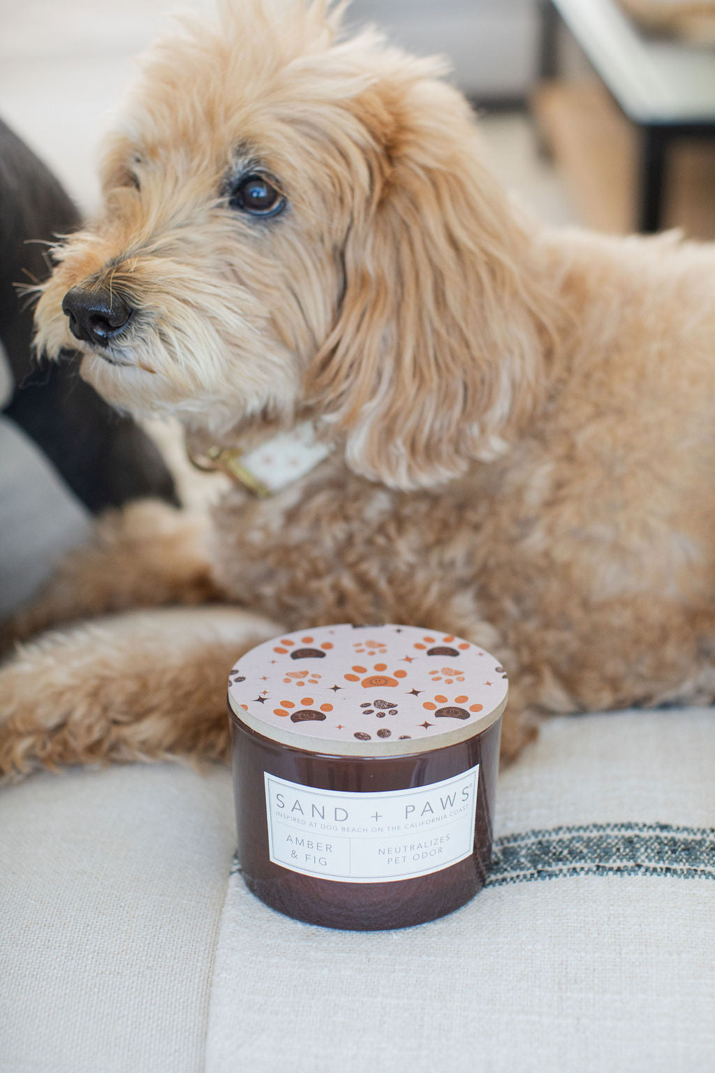 Premium Sand + Paws Amber & Fig 12 oz scented candle