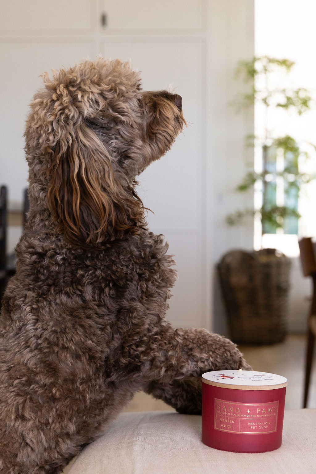 Premium Sand + Paws Winter White 12 oz scented candle