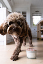 Premium Sand + Paws Spiced Gingerbread 12 oz scented candle