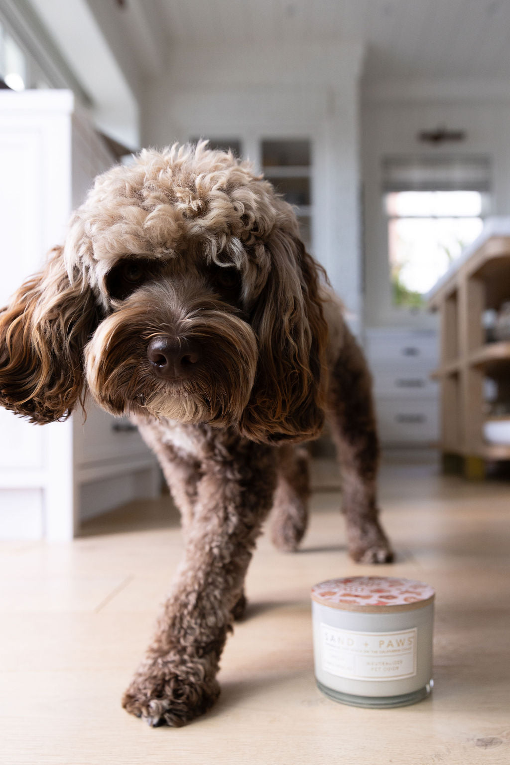 Premium Sand + Paws Spiced Gingerbread 12 oz scented candle