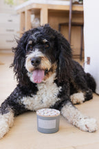 Premium Sand + Paws Autumn Harvest 12 oz scented candle