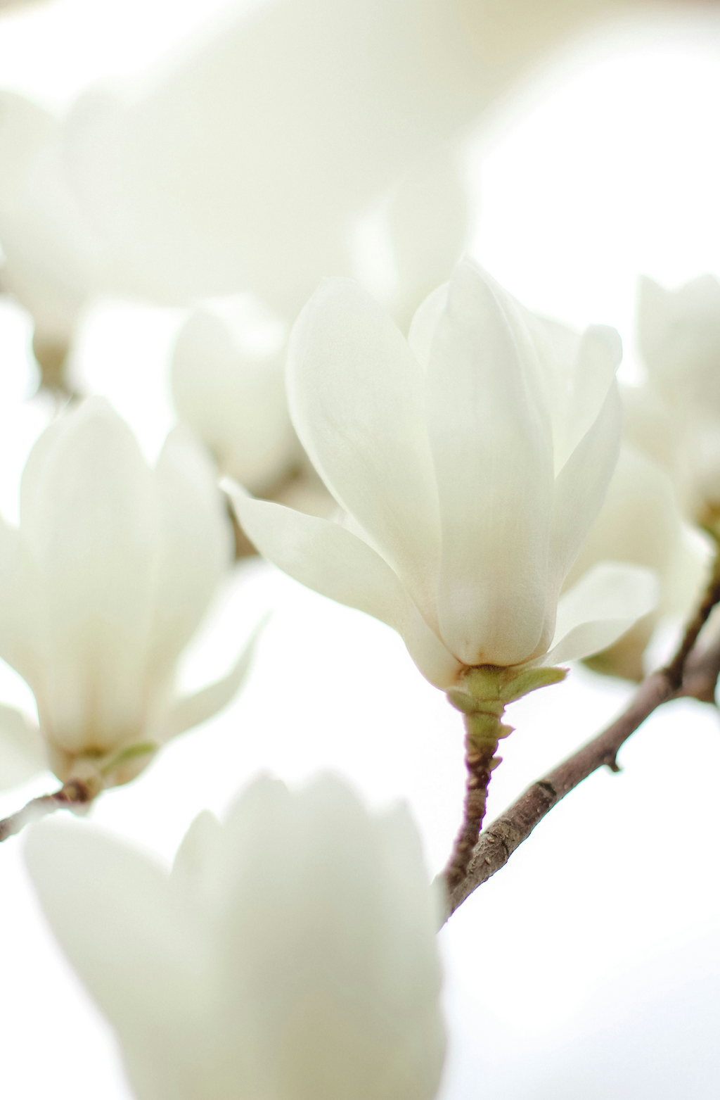 Premium Ivory Bloom 50 ml Perfume Oil Rollerball