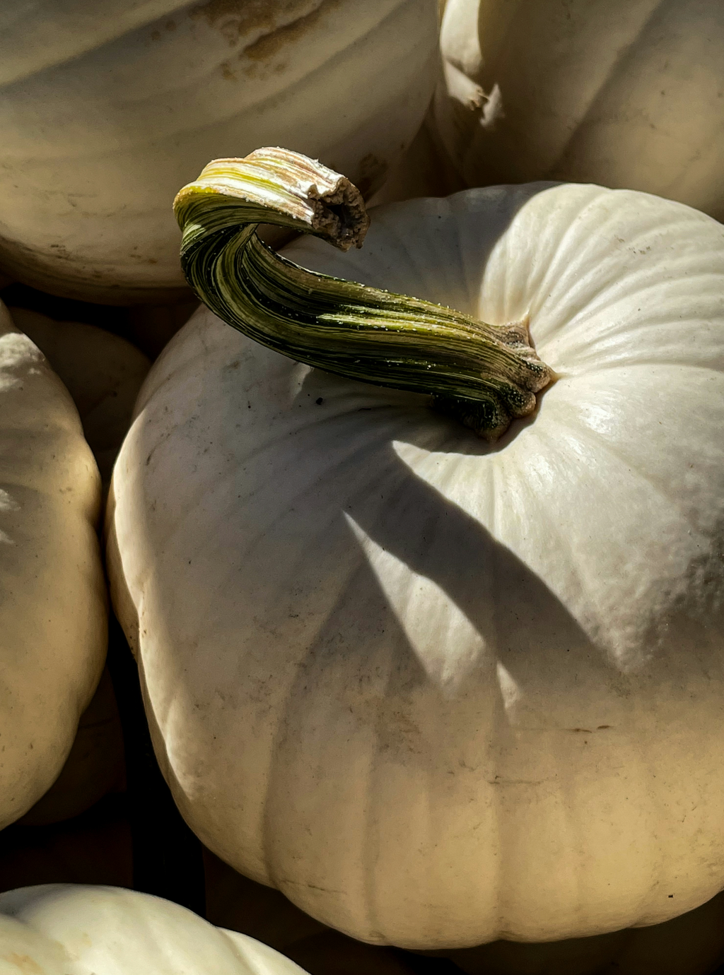 Premium White Pumpkin 100 ml Reed Diffuser