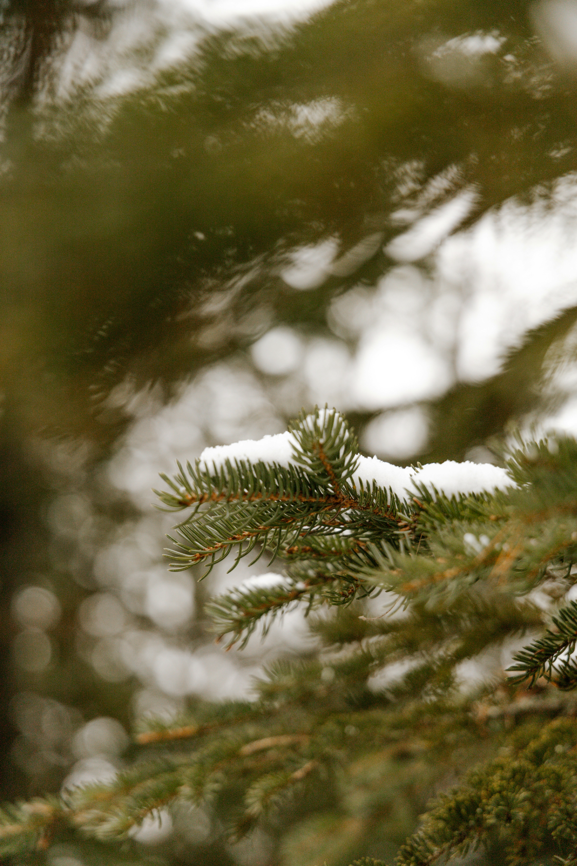 Premium Pine & Sage 12 oz scented candle