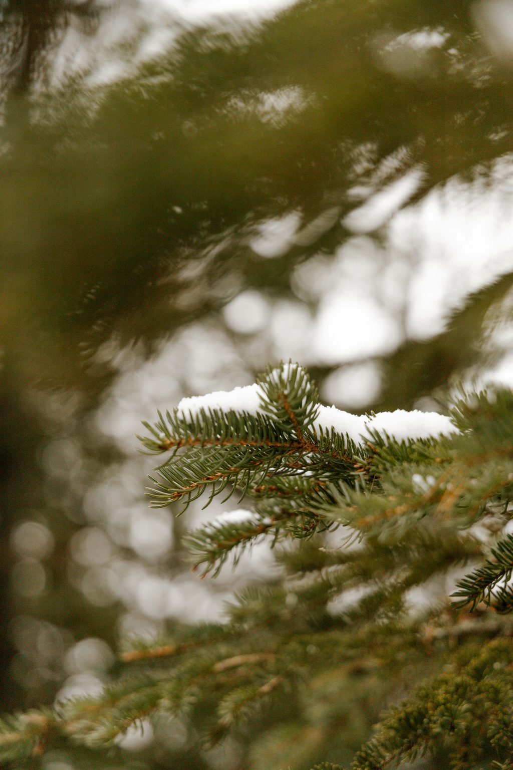 Premium Pine & Sage 23 oz scented candle