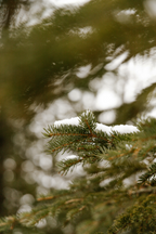 Premium Pine & Sage 21 oz scented candle