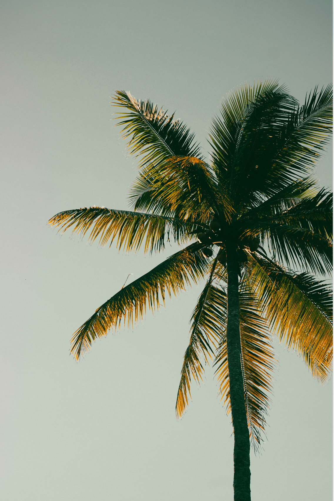 Premium Coconut & Palm 100 ml Room Spray