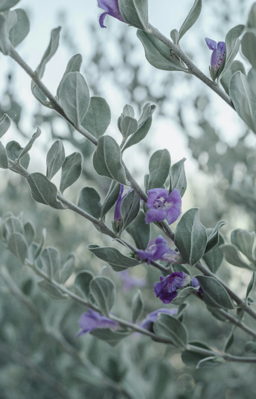 Premium Eucalyptus & Lavender 12 oz scented candle