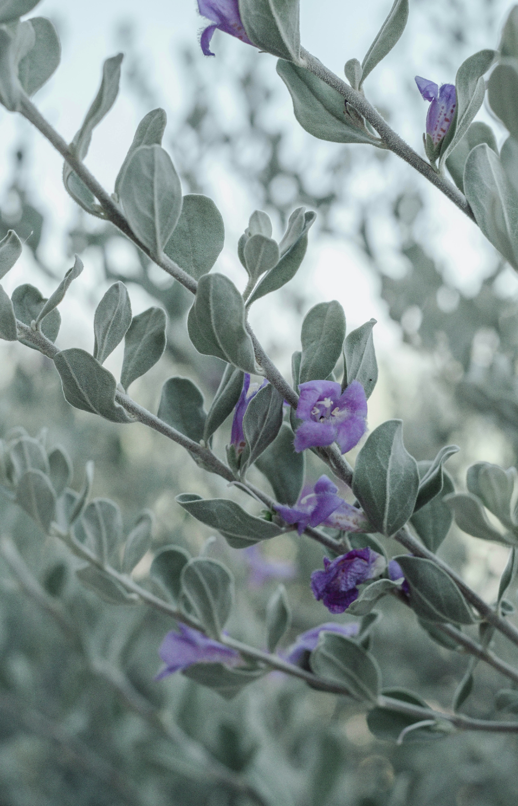 Premium Eucalyptus & Lavender 12 oz scented candle