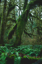 Premium Fern & Moss 10 oz scented candle