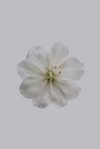 Premium Fresh Jasmine 12 oz scented candle
