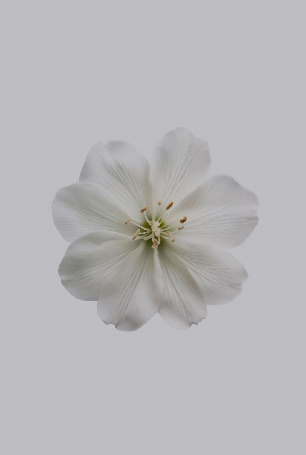 Premium Fresh Jasmine 180 ml Reed Diffuser