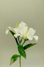 Premium Gardenia 11 oz scented candle
