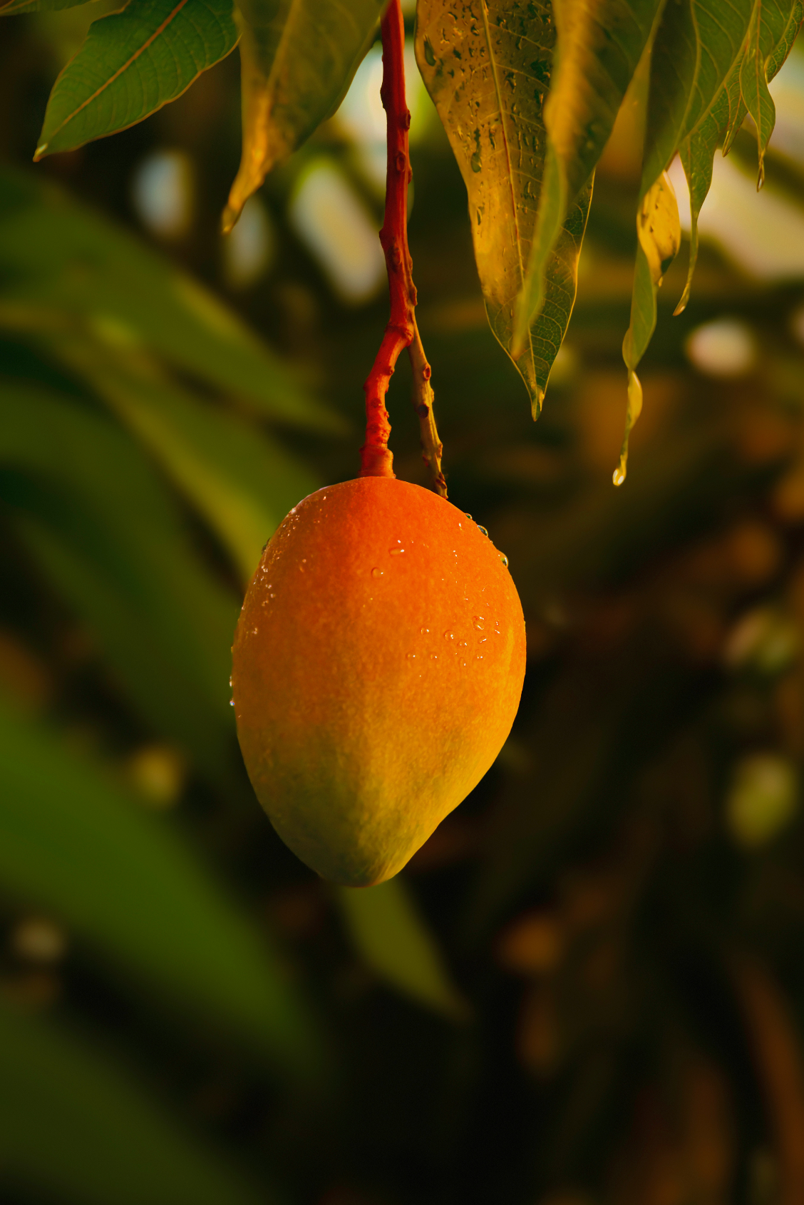 Premium Guava Mango 21 oz scented candle