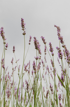 Premium Lavender 12 oz scented candle