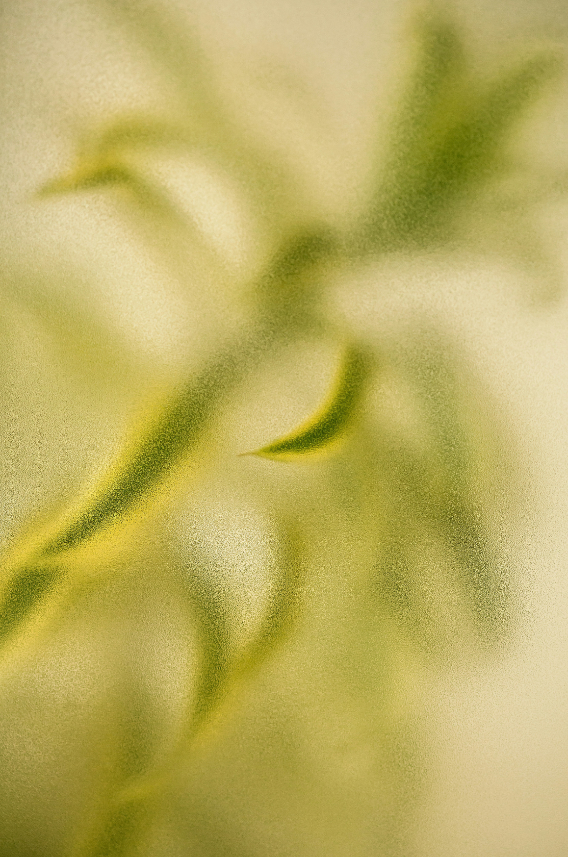 Premium Lemongrass 12 oz scented candle