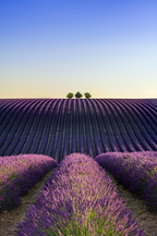 Premium Provence Lavender & Woods 10 oz scented candle