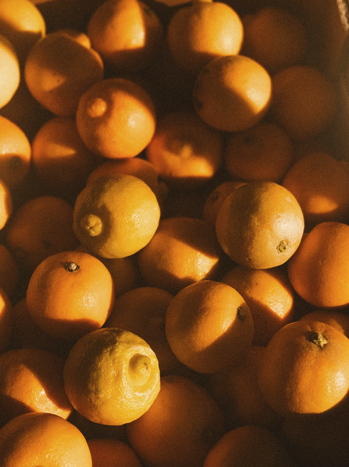Premium Sand + Paws Golden Citrus 12 oz scented candle