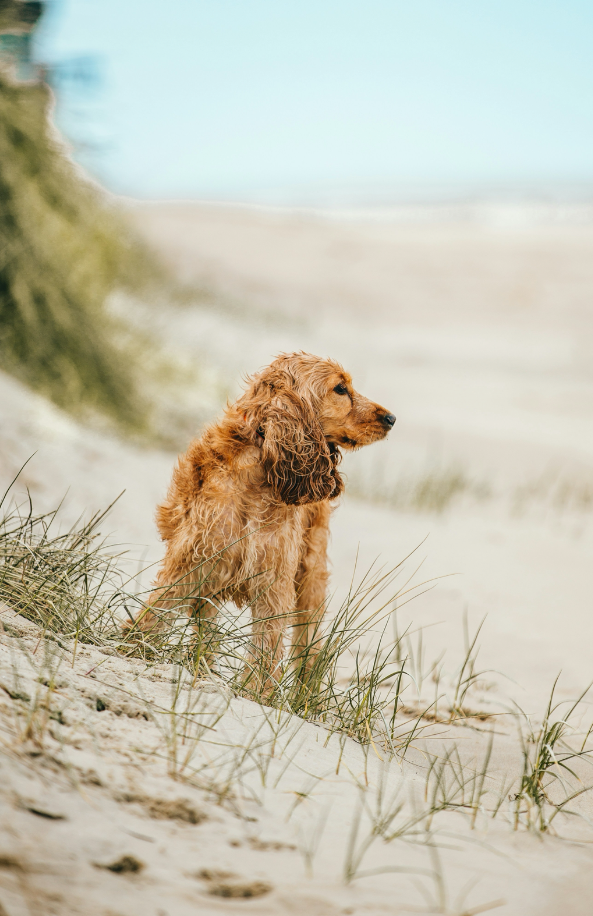 Premium Sand + Paws Sun-n-Fun 12 oz scented candle