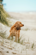 Premium Sand + Paws Sun-n-Fun 12 oz scented candle