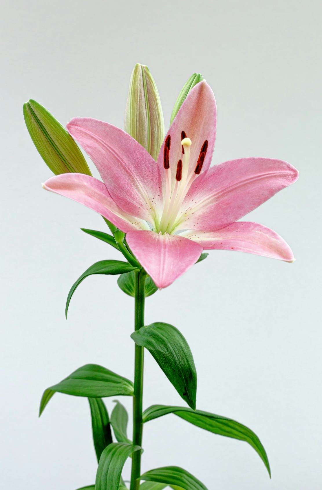 Premium Peony & Lily 50 ml Perfume Oil Dropper
