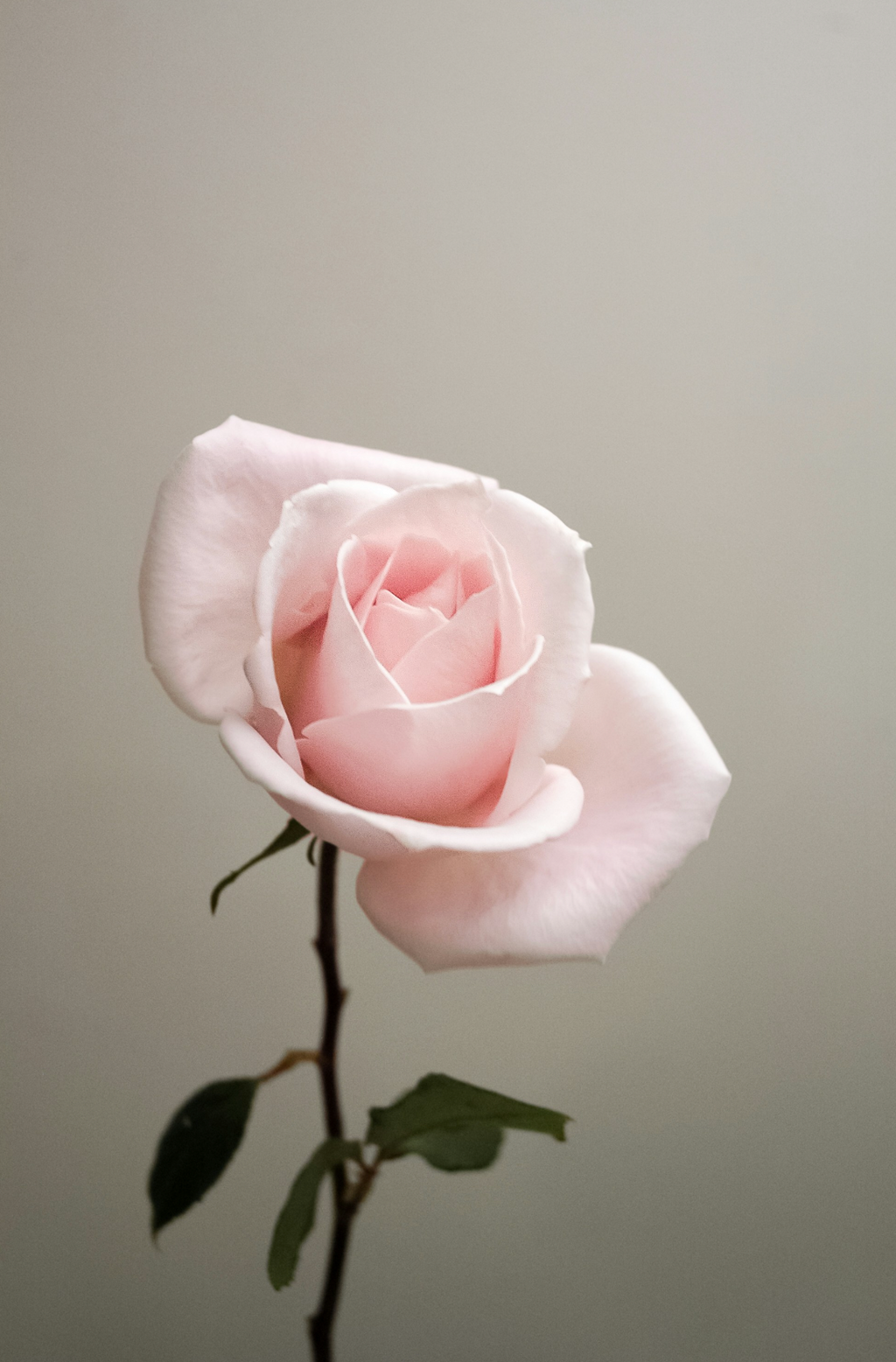 Premium Sweet Rose 50 ml Perfume Oil Dropper