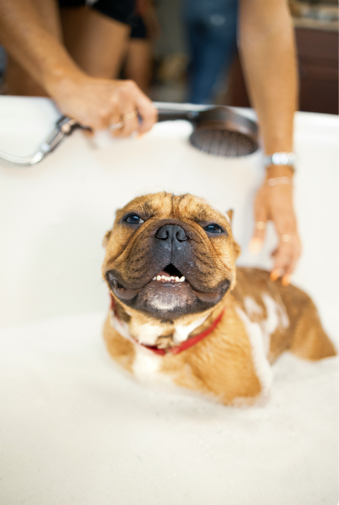 Premium Sand + Paws Pet Shampoo & Conditioner - Sweet Honey