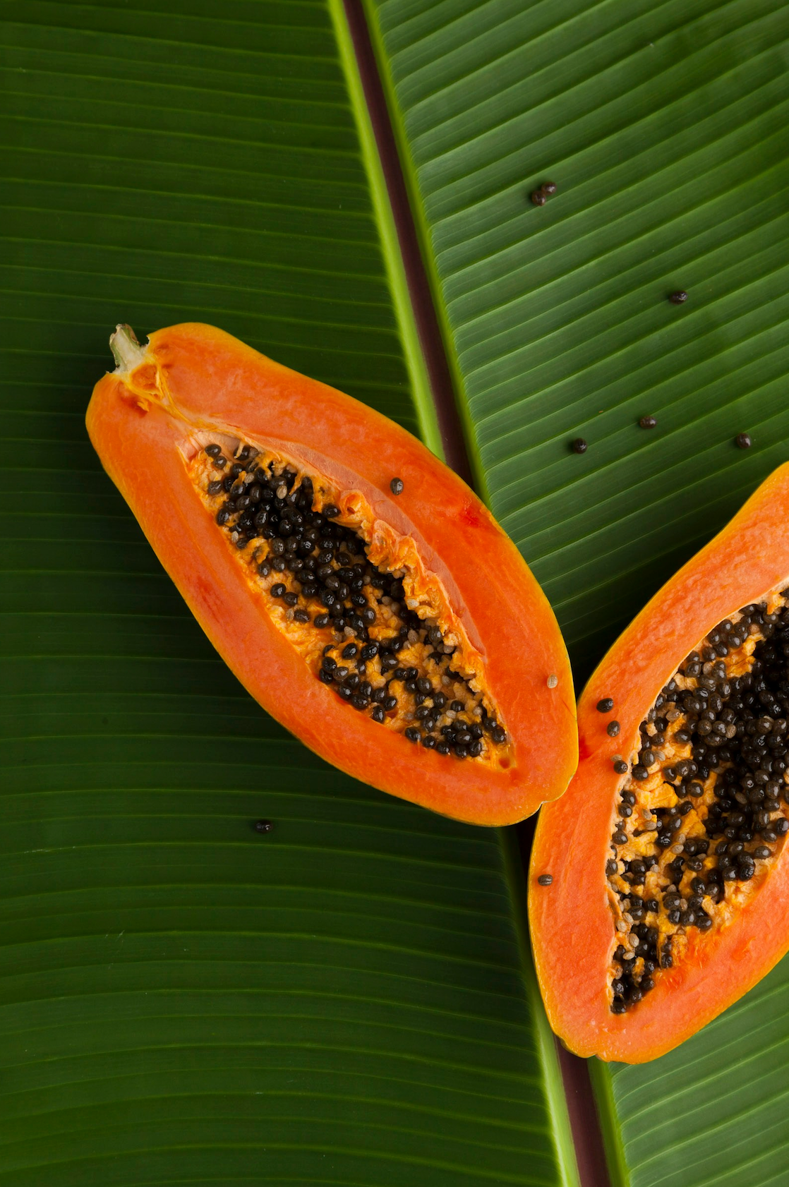 Premium Island Papaya 12 oz scented candle