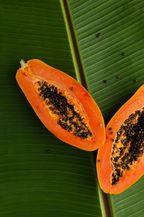 Premium Island Papaya 10 oz scented candle