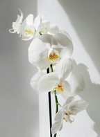 Premium Vanilla Orchid 16.9 oz Whipped Body Butter