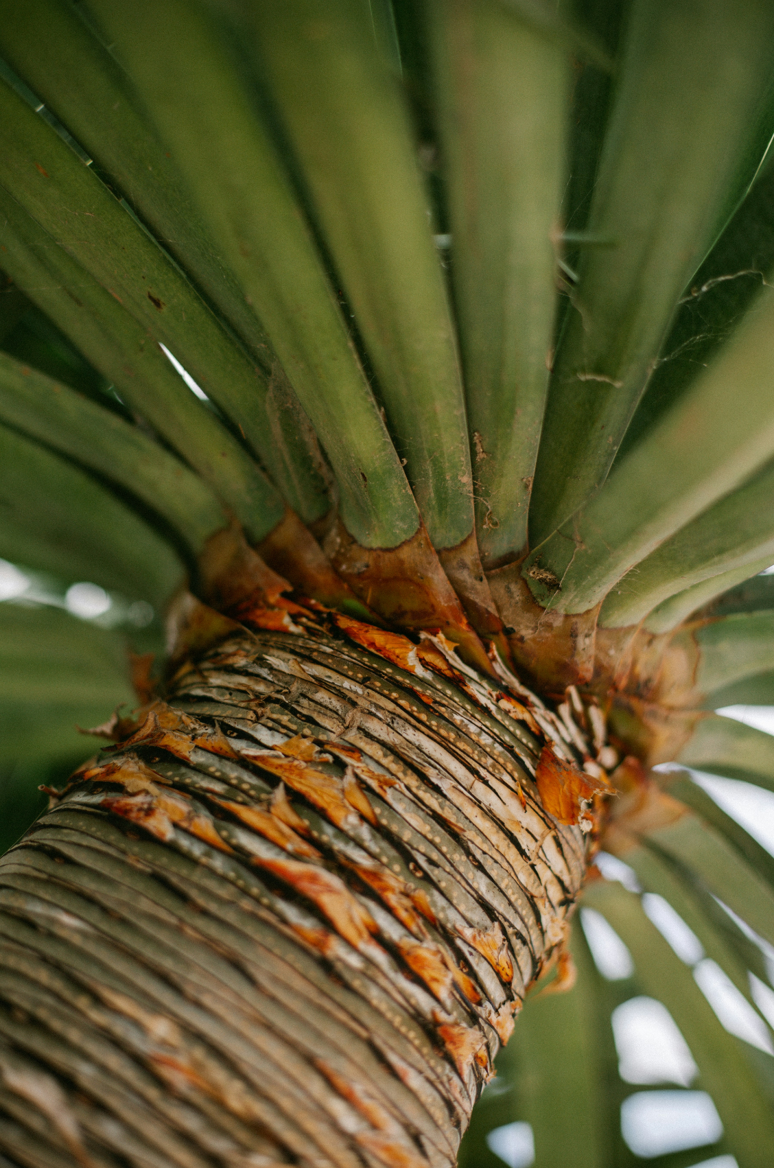 Premium Driftwood & Pineapple 12 oz scented candle