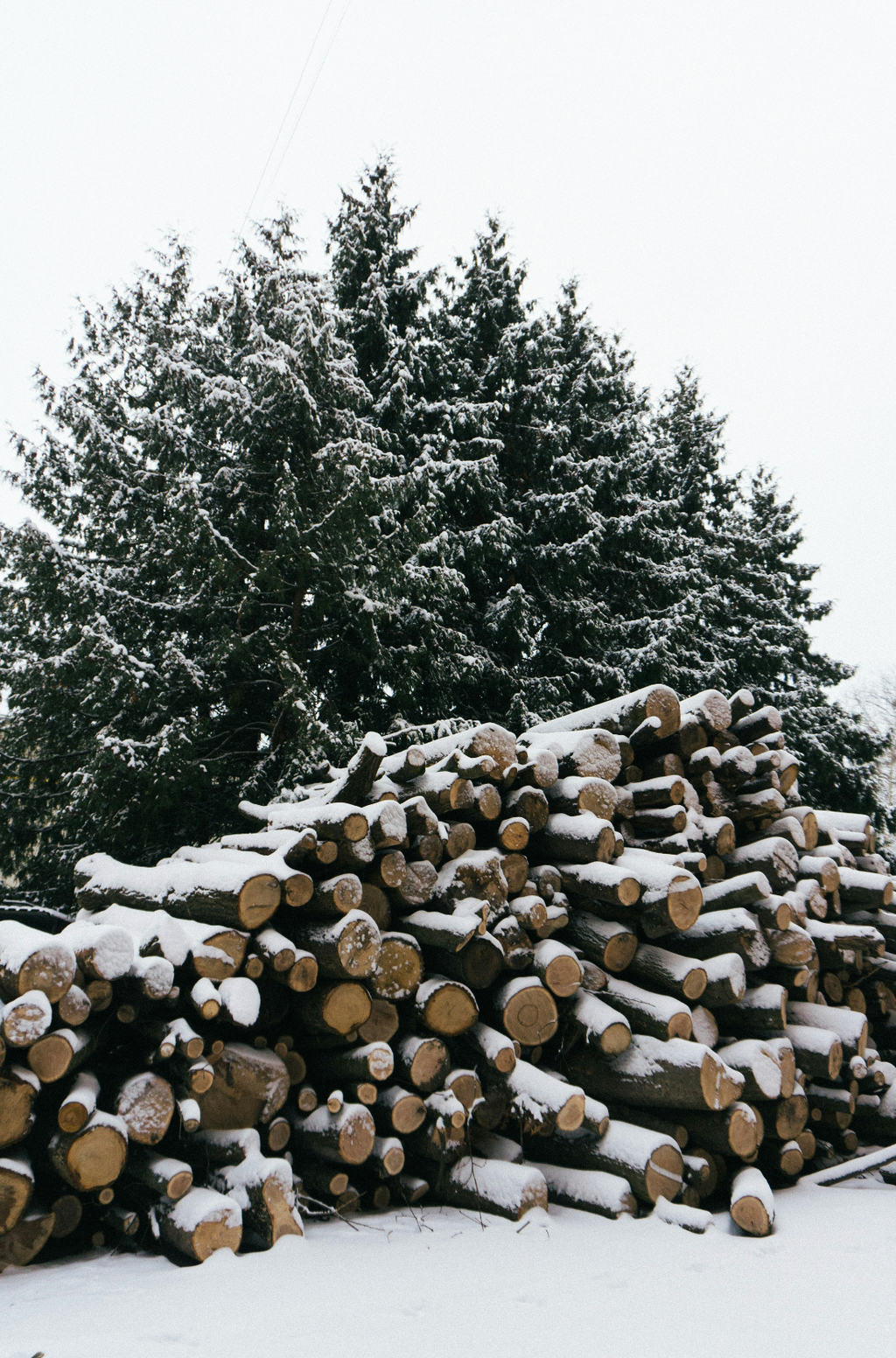 Premium Firewood & Silver Fir 6 oz scented candle