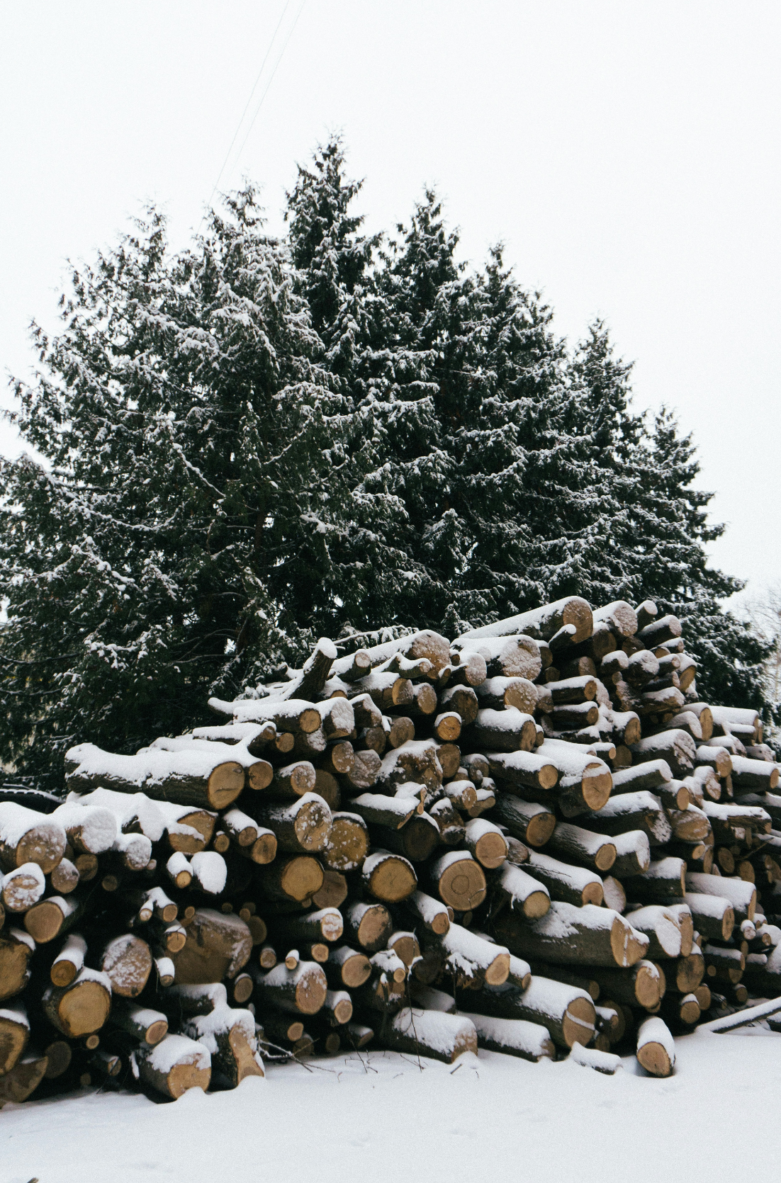 Premium Firewood & Silver Fir 6 oz scented candle