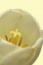 Premium White Tulip 50ml Perfume Oil Rollerball