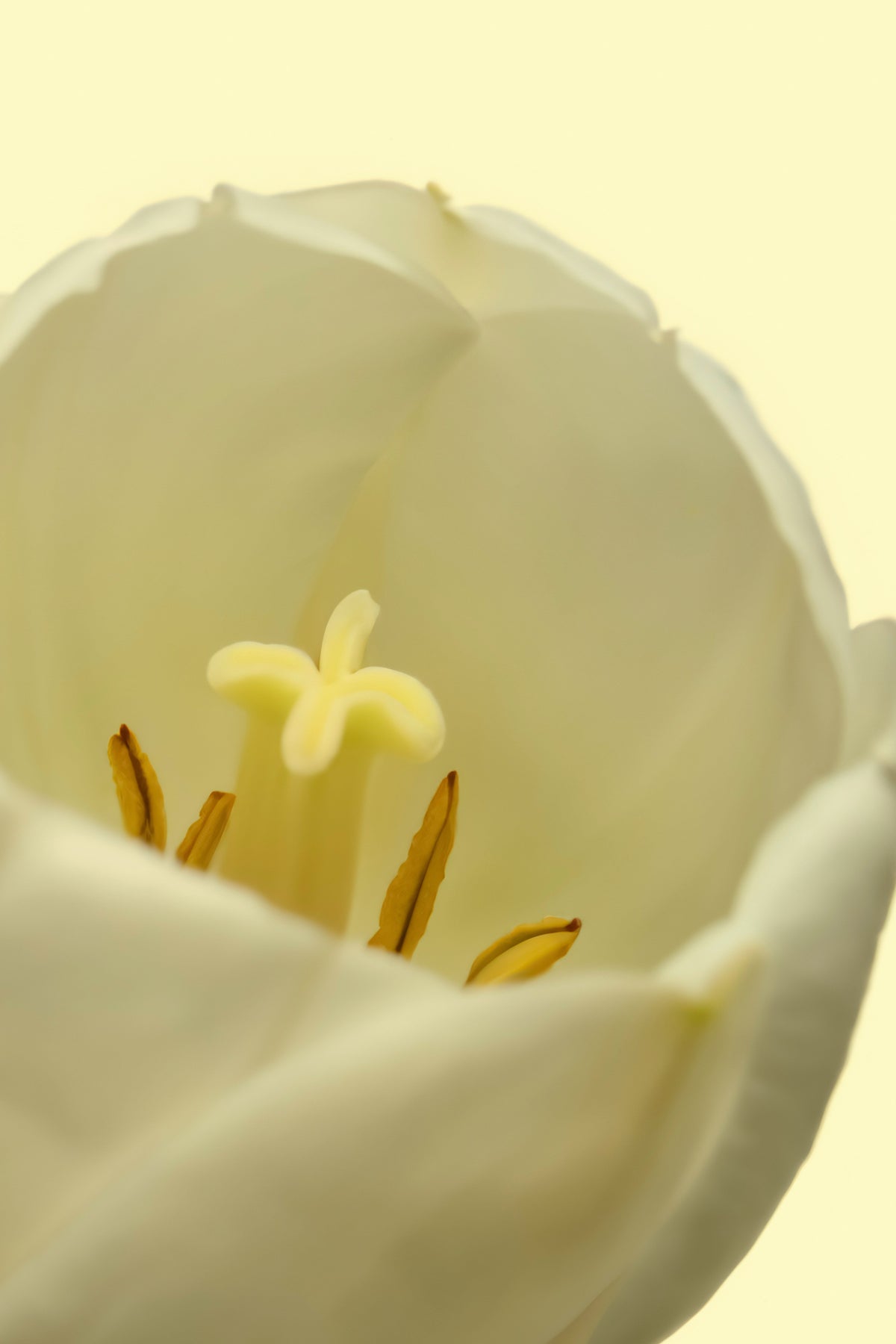 Premium White Tulip 50ml Perfume Oil Rollerball