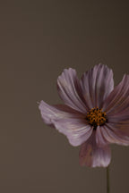 Premium Violet Sandalwood Body Lotion