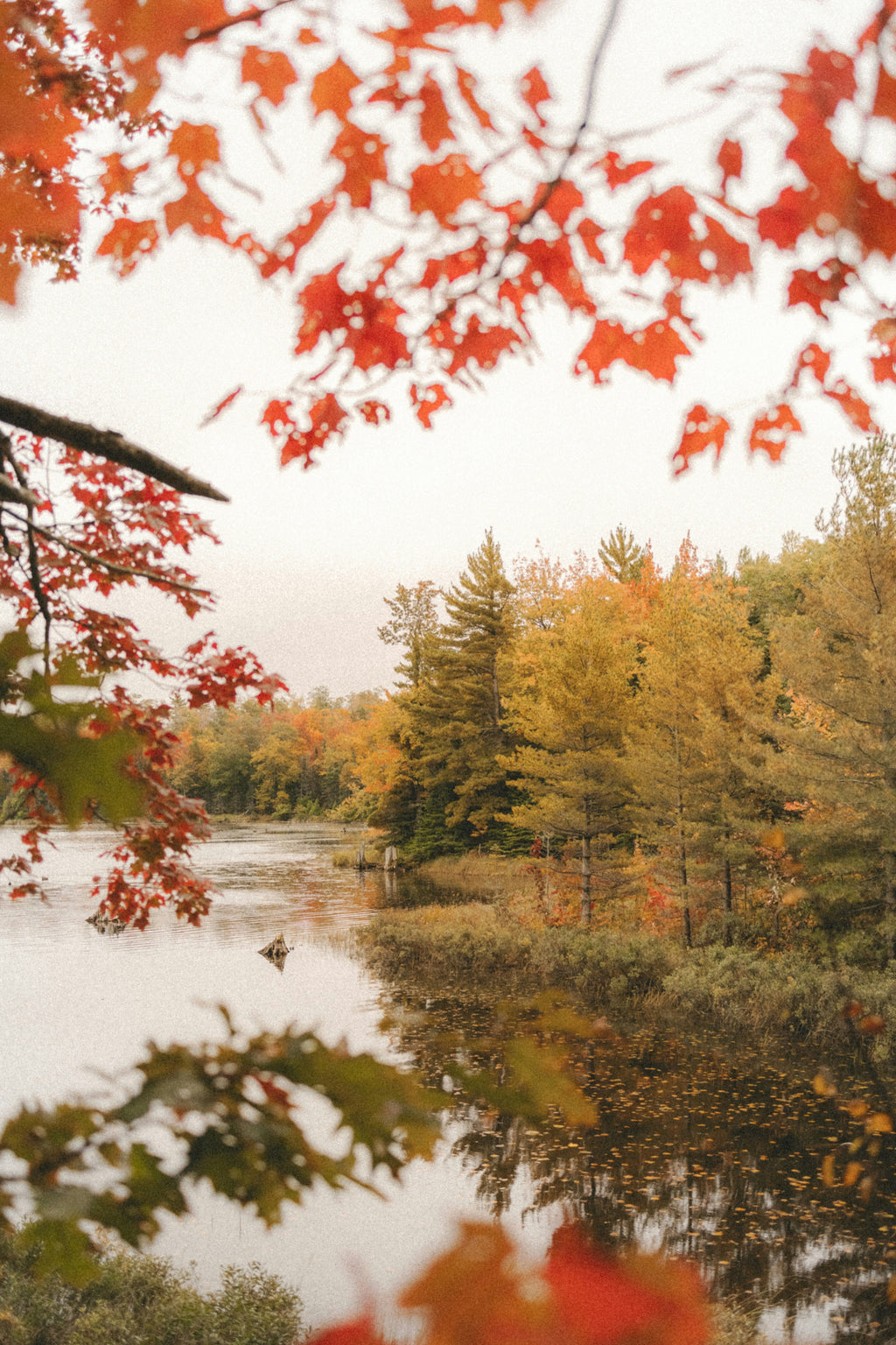 Premium Autumn Woods & Apple 12 oz scented candle