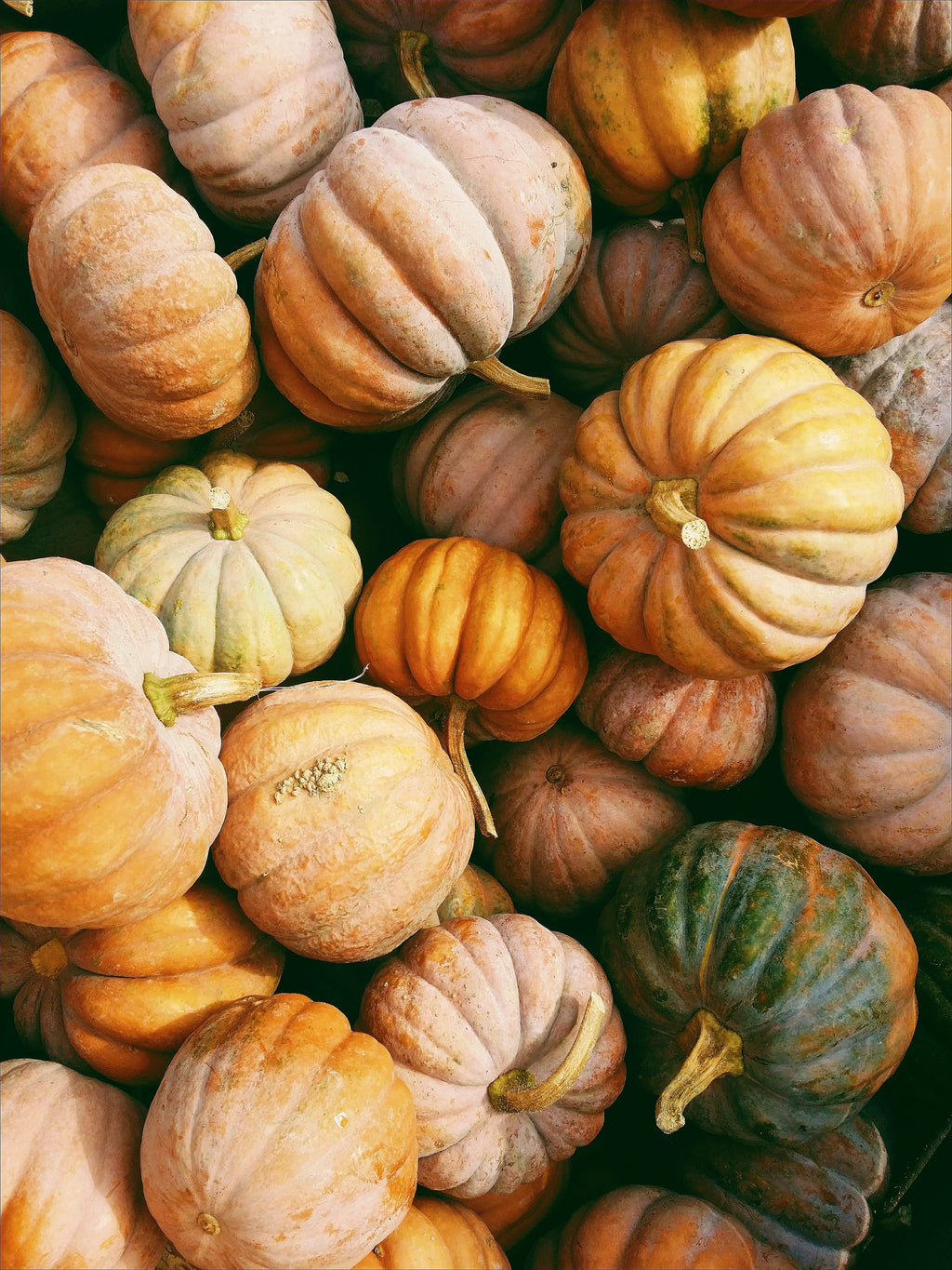 Premium Pumpkin Patch 12 oz scented candle