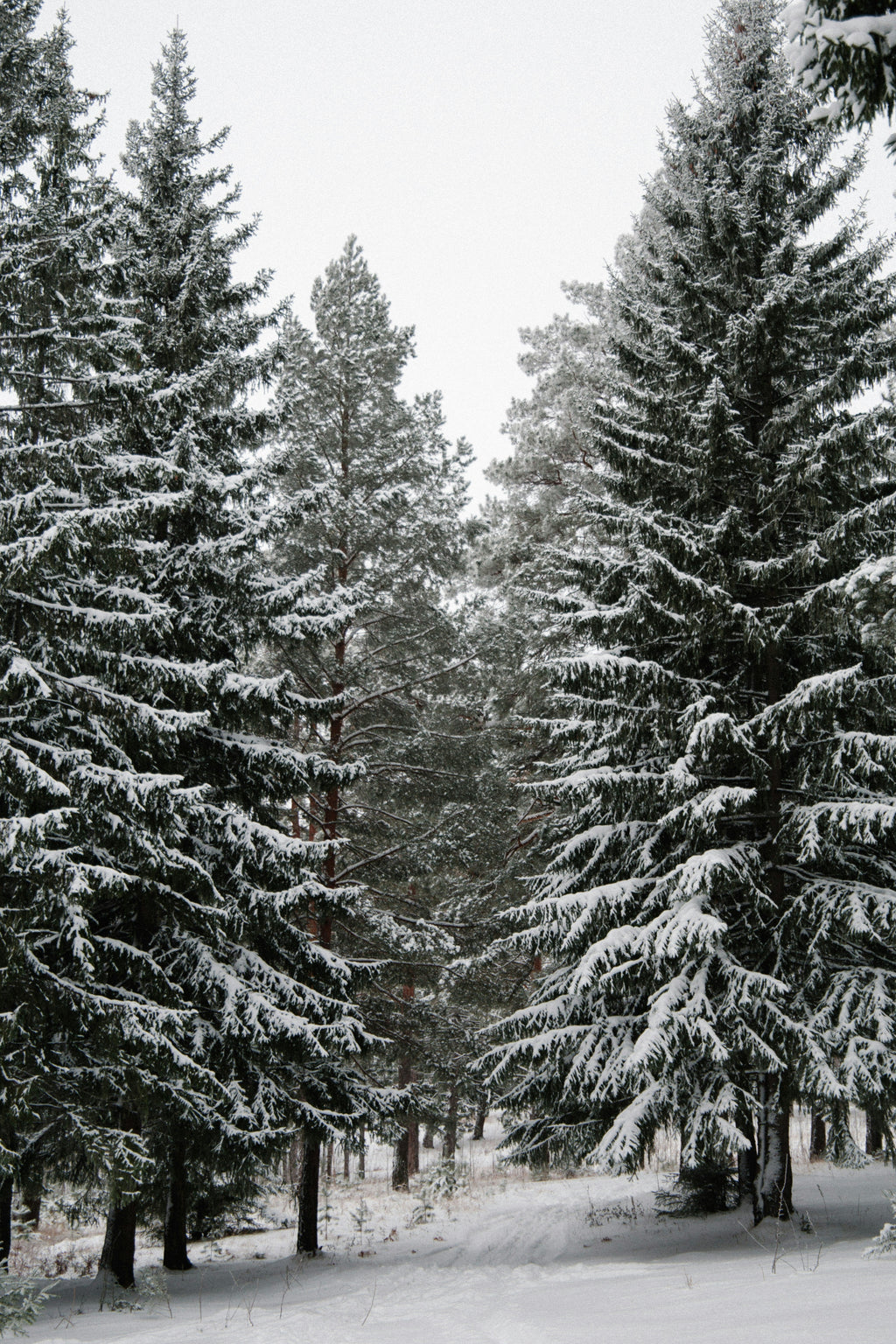 Premium Winter Pine 12 oz scented candle