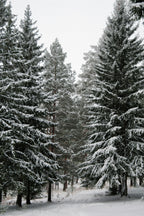 Premium Winter Pine 12 oz scented candle
