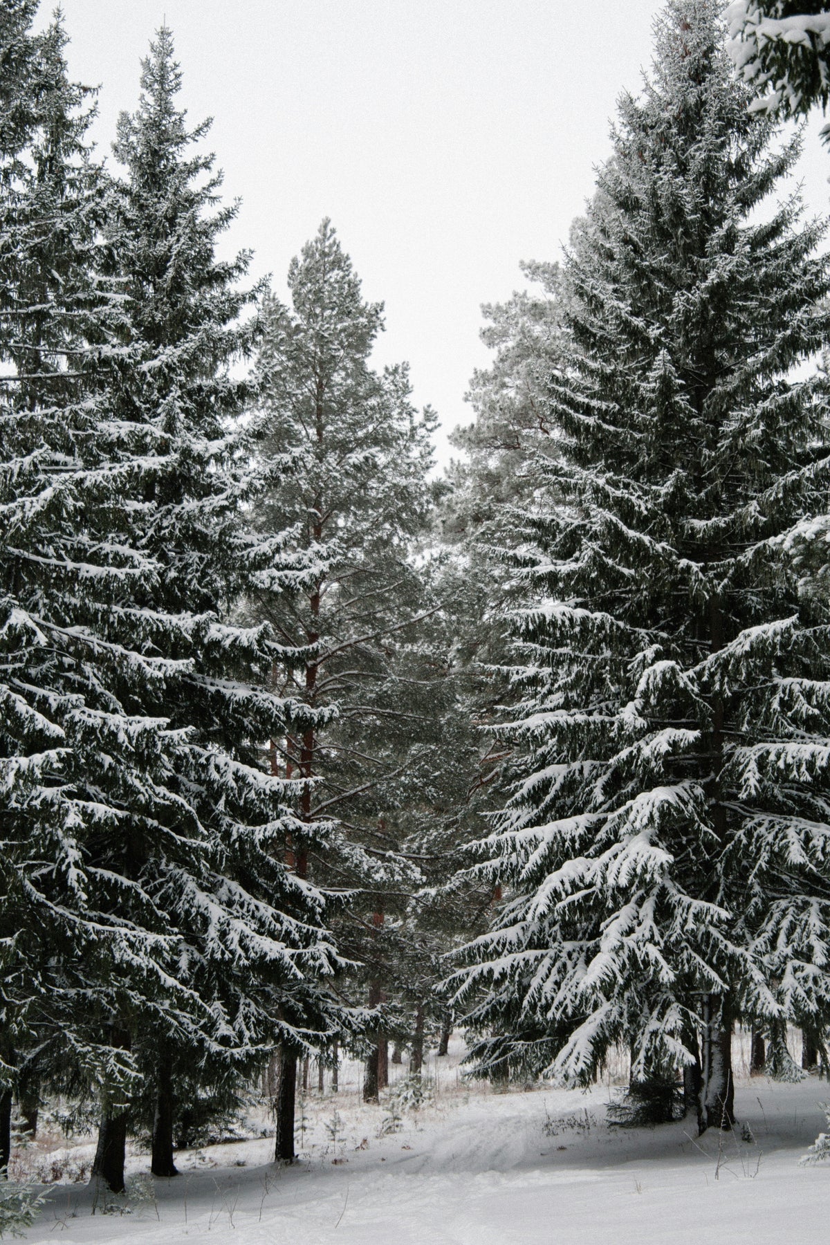 Premium Winter Pine 12 oz scented candle