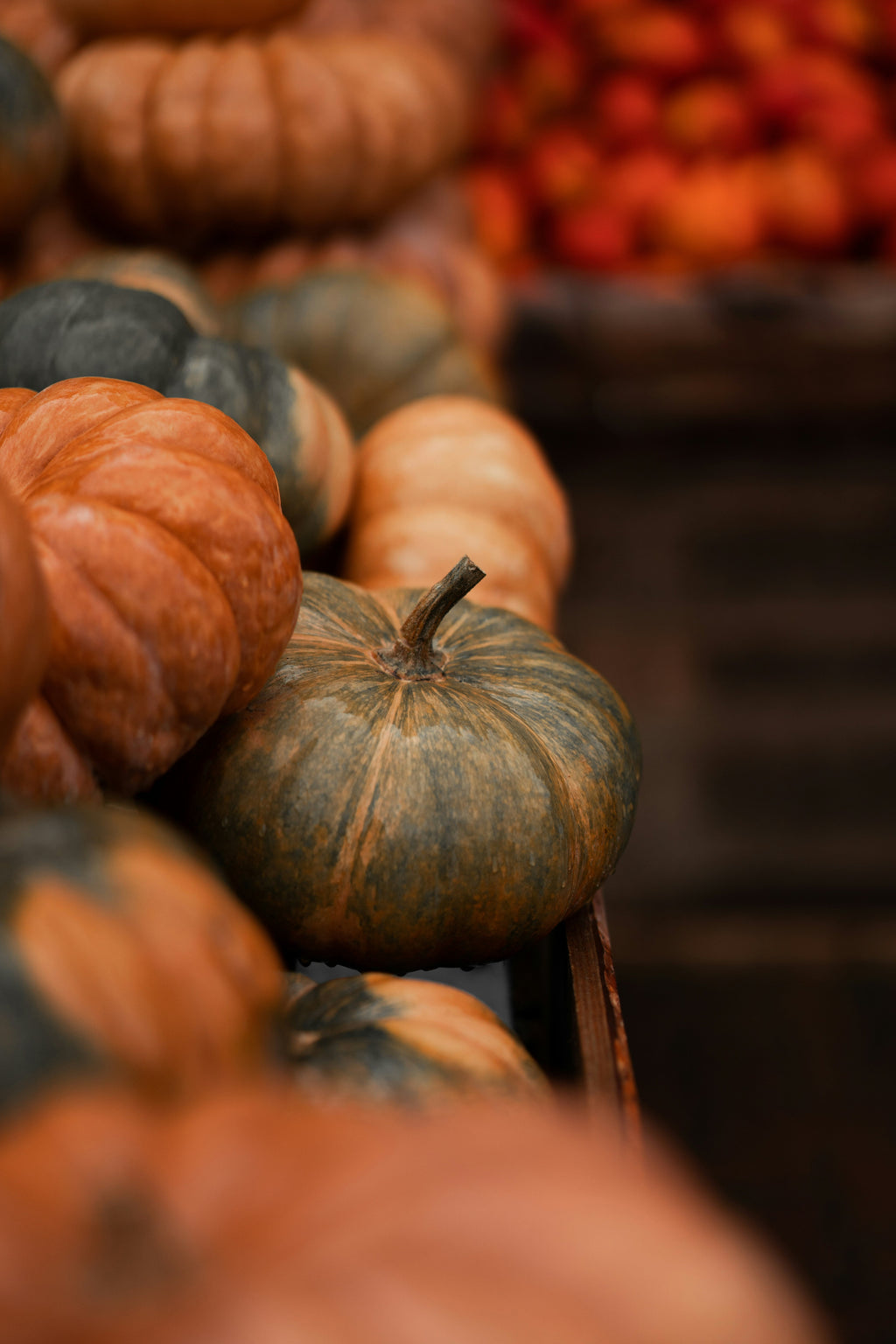 Premium Sand + Paws Cinnamon Vanilla 12 oz scented candle